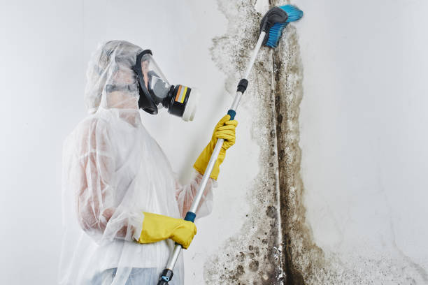 Best Attic Mold Removal  in Lynn, MA