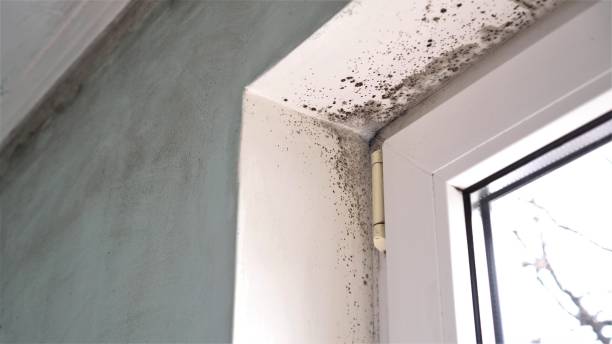 Best Mold Remediation  in Lynn, MA