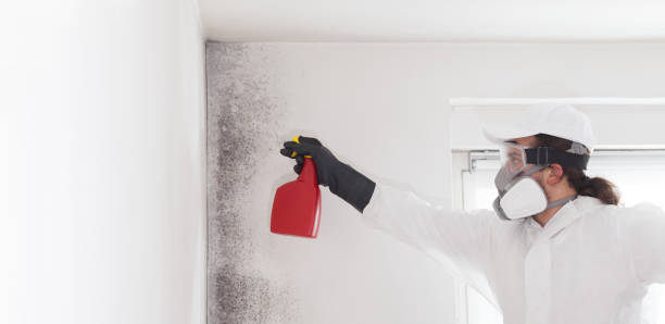 Best Certified Mold Removal  in Lynn, MA