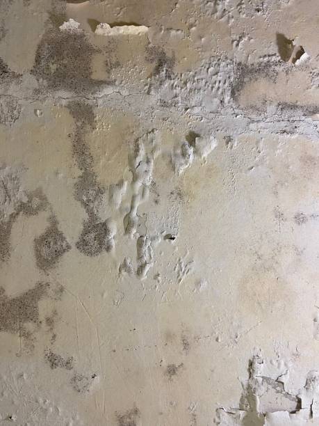 Best Toxic Mold Removal  in Lynn, MA